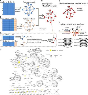 Inferring Cell Subtypes and LncRNA Function by a Cell-Specific CeRNA Network in Breast Cancer